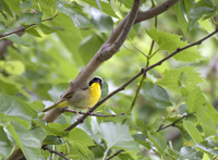 Common Yellow throat